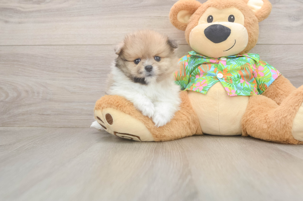 5 week old Pomeranian Puppy For Sale - Seaside Pups
