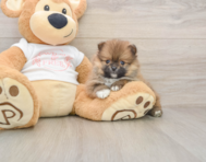 8 week old Pomeranian Puppy For Sale - Seaside Pups