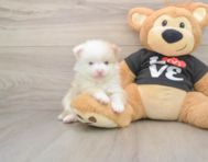 8 week old Pomeranian Puppy For Sale - Seaside Pups