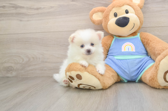 GARCIA, a Pomeranian littermate