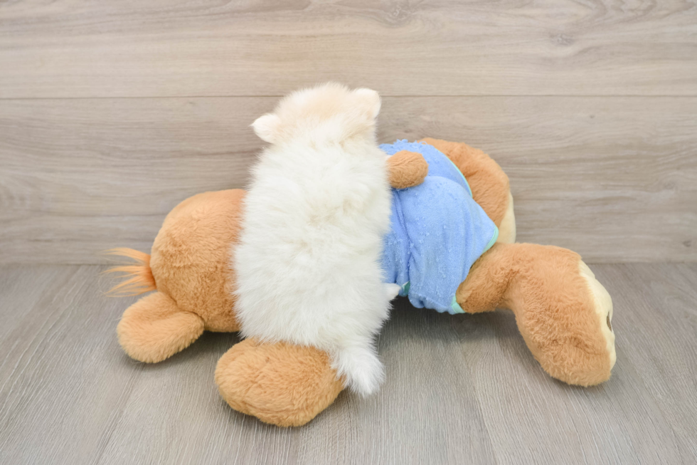 Pomeranian Puppy for Adoption