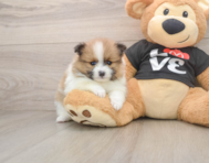 6 week old Pomeranian Puppy For Sale - Seaside Pups