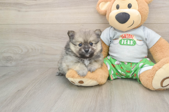 Akc Registered Pomeranian Baby