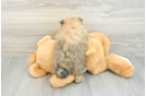 Smart Pom Purebred Puppy