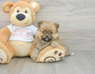 7 week old Pomeranian Puppy For Sale - Seaside Pups