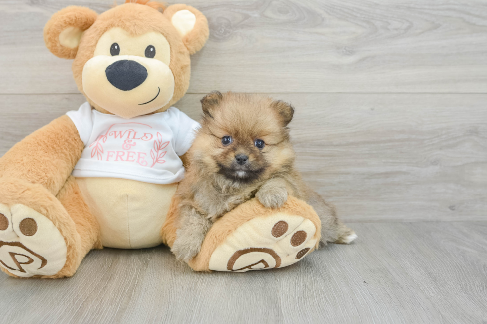 Pomeranian Pup Being Cute