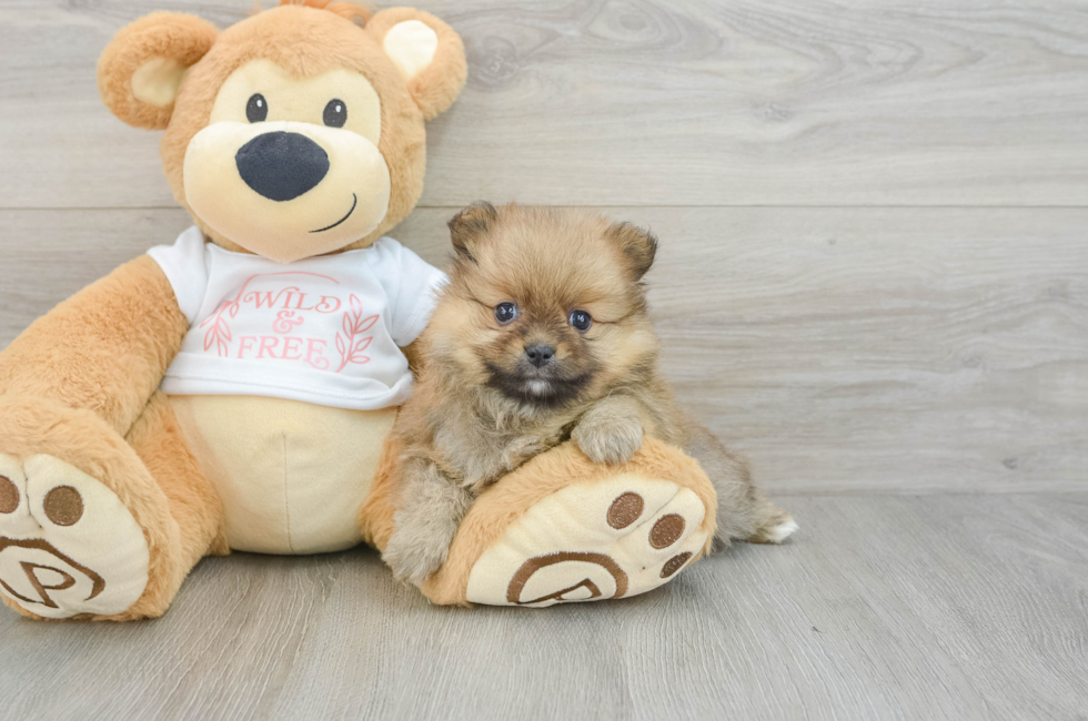 5 week old Pomeranian Puppy For Sale - Seaside Pups