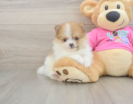 6 week old Pomeranian Puppy For Sale - Seaside Pups