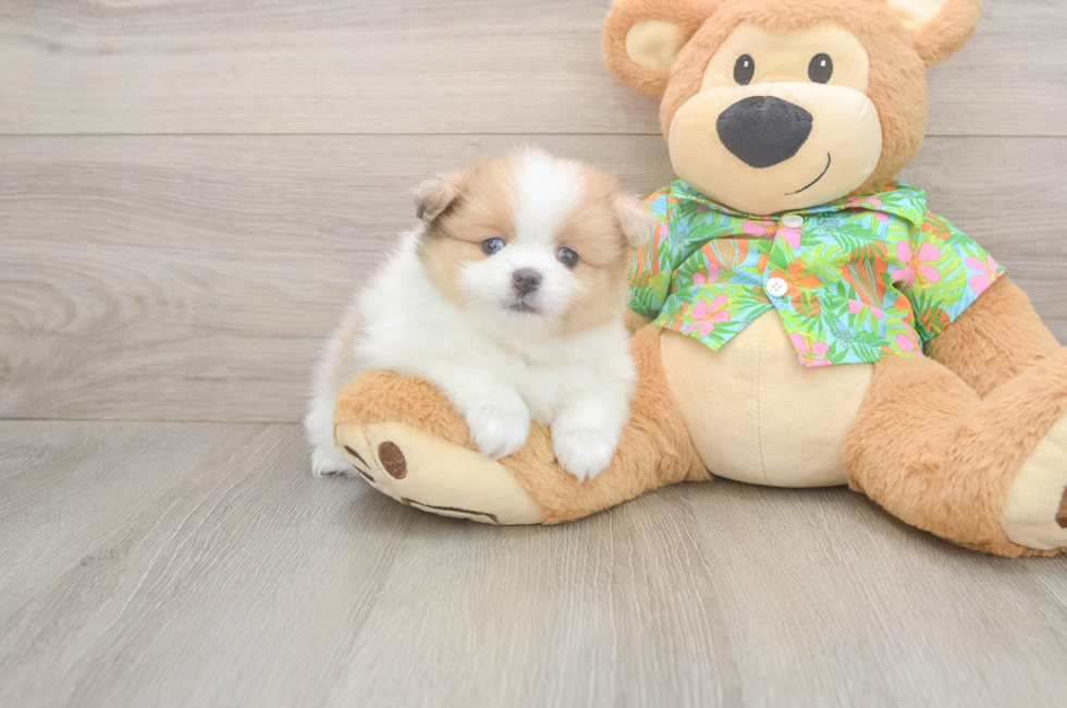 5 week old Pomeranian Puppy For Sale - Seaside Pups