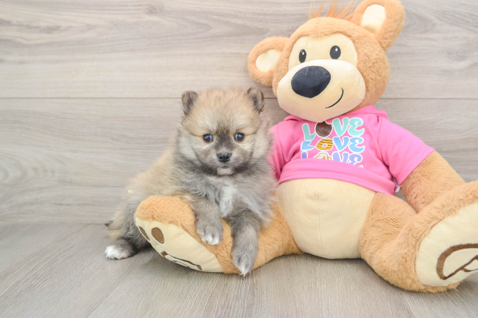 Pomeranian Pup Being Cute