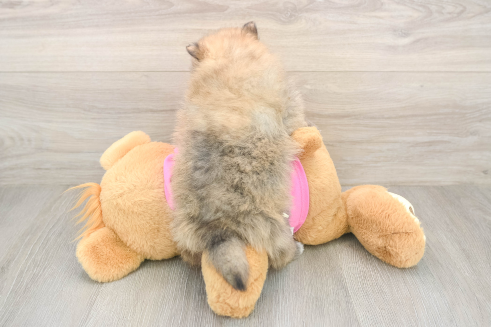 Best Pomeranian Baby