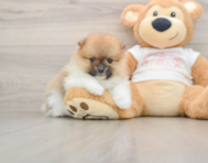 8 week old Pomeranian Puppy For Sale - Seaside Pups