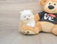 8 week old Pomeranian Puppy For Sale - Seaside Pups