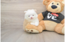 Pomeranian Puppy for Adoption
