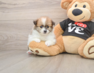 7 week old Pomeranian Puppy For Sale - Seaside Pups