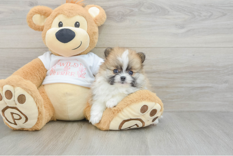 Happy Swergspitz Purebred Puppy