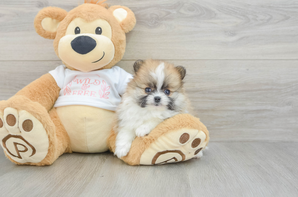 5 week old Pomeranian Puppy For Sale - Seaside Pups