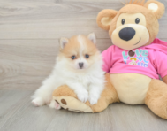 6 week old Pomeranian Puppy For Sale - Seaside Pups