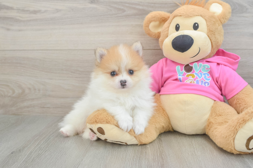 5 week old Pomeranian Puppy For Sale - Seaside Pups