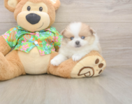 7 week old Pomeranian Puppy For Sale - Seaside Pups