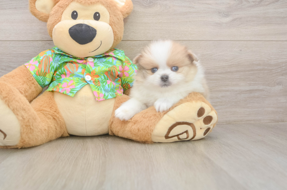 5 week old Pomeranian Puppy For Sale - Seaside Pups
