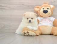 8 week old Pomeranian Puppy For Sale - Seaside Pups