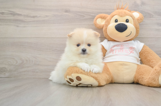 Hypoallergenic Pomeranian Baby