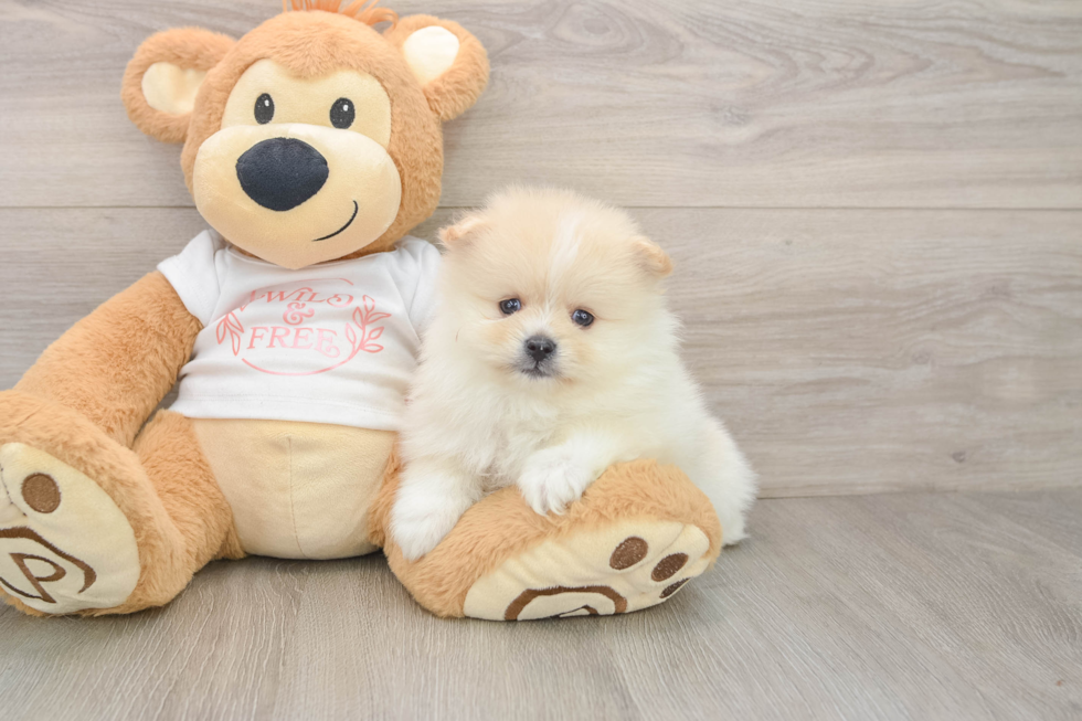 Pomeranian Puppy for Adoption