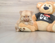 8 week old Pomeranian Puppy For Sale - Seaside Pups