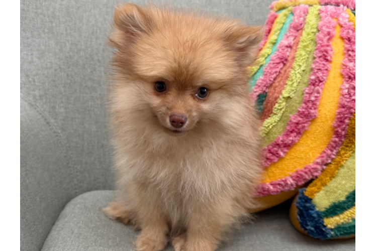 Pomeranian Puppy for Adoption