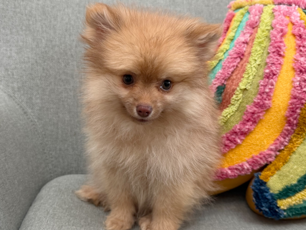 Pomeranian Puppy for Adoption