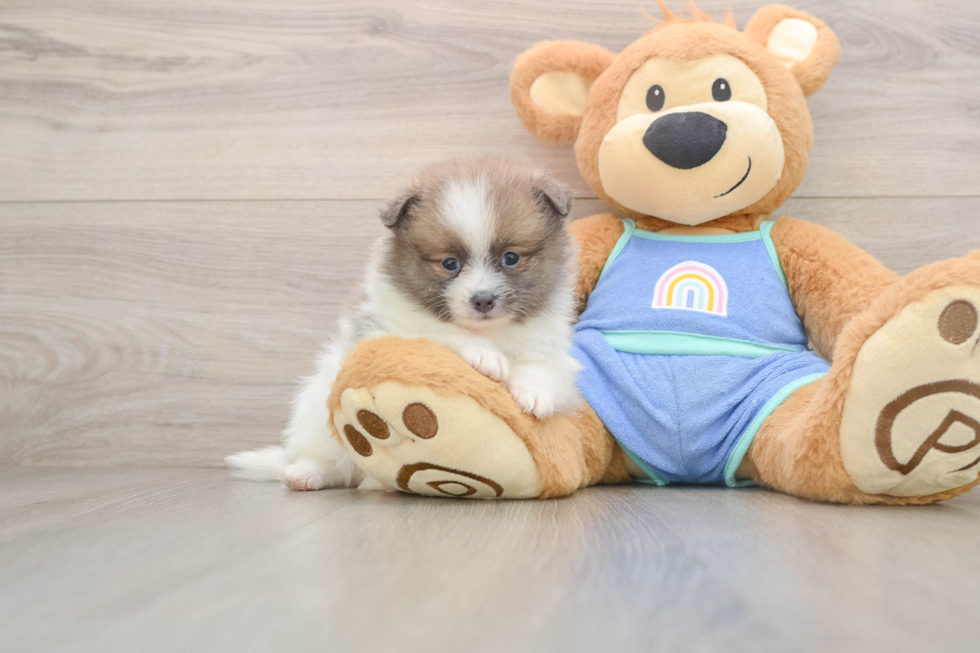 Pomeranian Puppy for Adoption