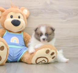 8 week old Pomeranian Puppy For Sale - Seaside Pups