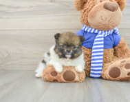 7 week old Pomeranian Puppy For Sale - Seaside Pups