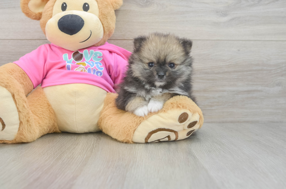 5 week old Pomeranian Puppy For Sale - Seaside Pups