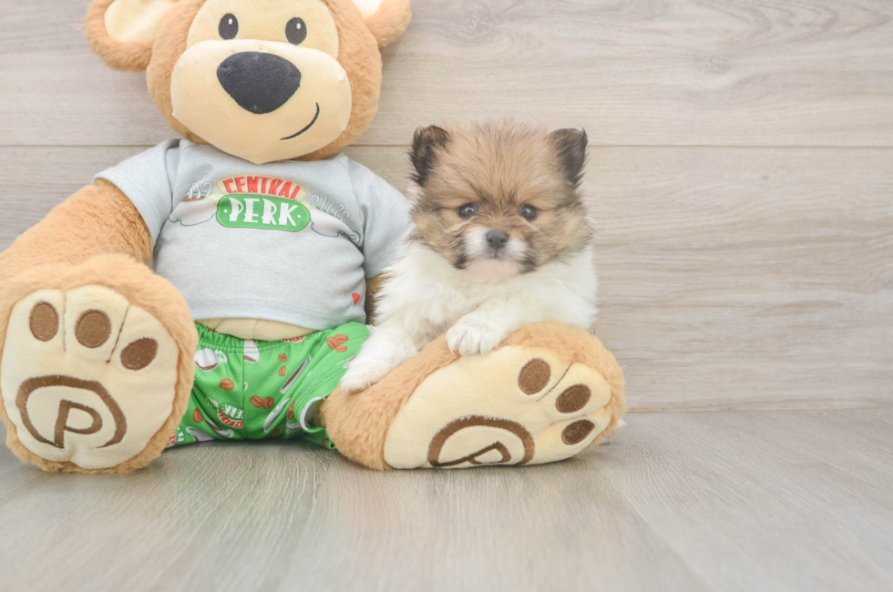 5 week old Pomeranian Puppy For Sale - Seaside Pups