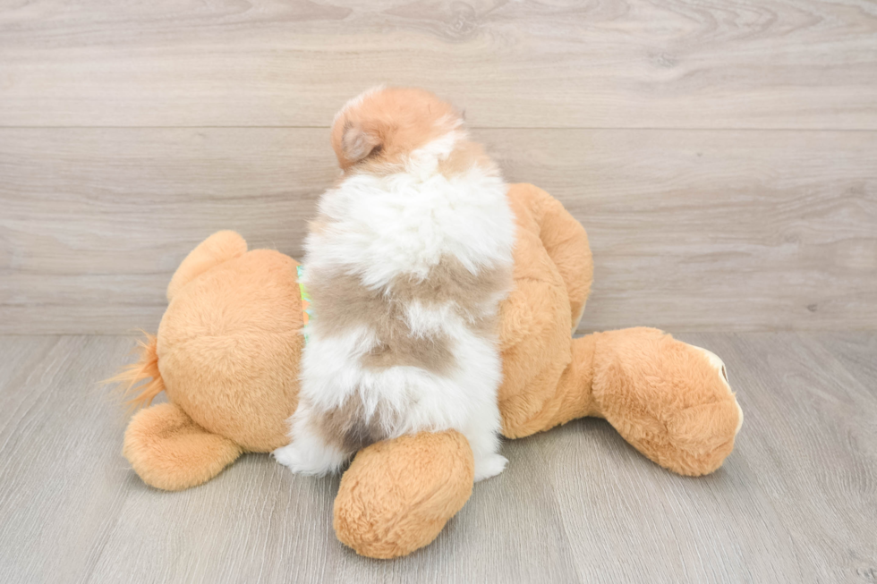 Akc Registered Pomeranian Purebred Pup