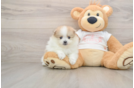 Little Pomeranian Baby