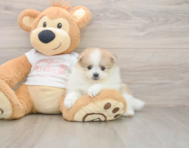 8 week old Pomeranian Puppy For Sale - Seaside Pups