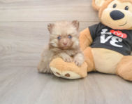 9 week old Pomeranian Puppy For Sale - Seaside Pups