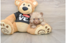 Happy Pom Purebred Puppy