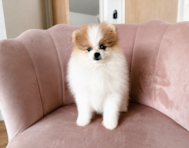 10 week old Pomeranian Puppy For Sale - Seaside Pups