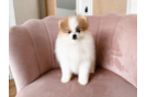 Best Pomeranian Baby
