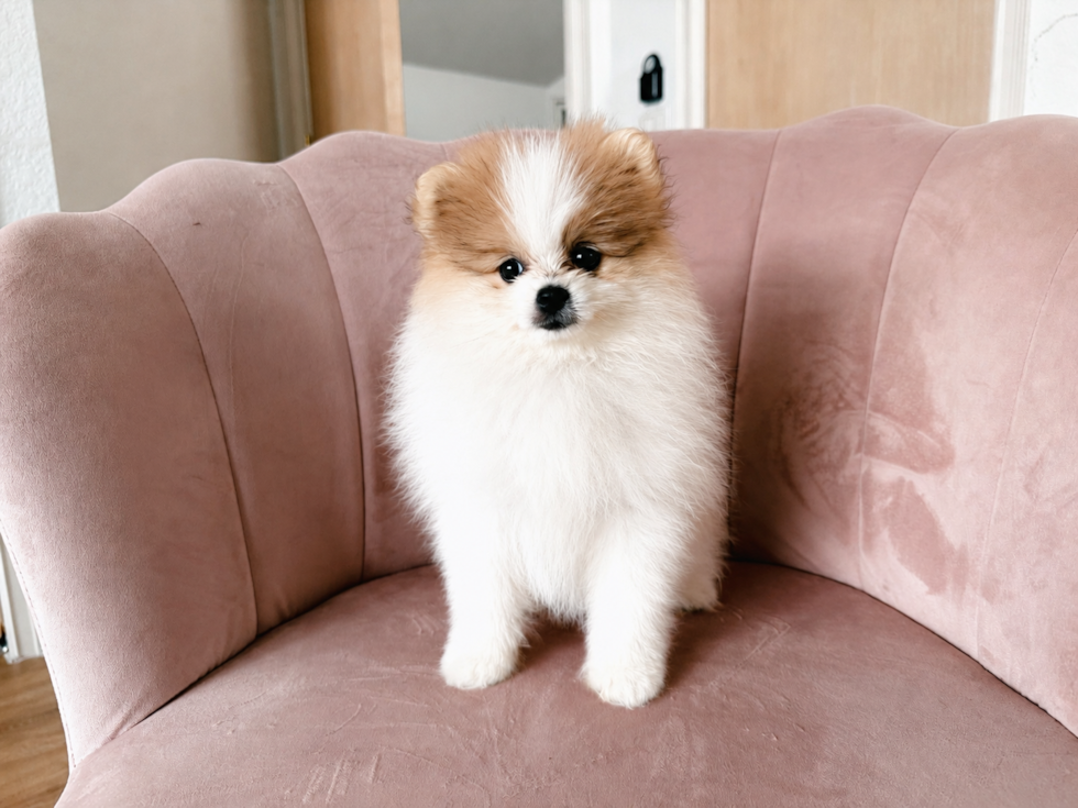 Best Pomeranian Baby