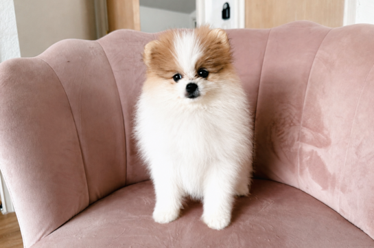 Best Pomeranian Baby