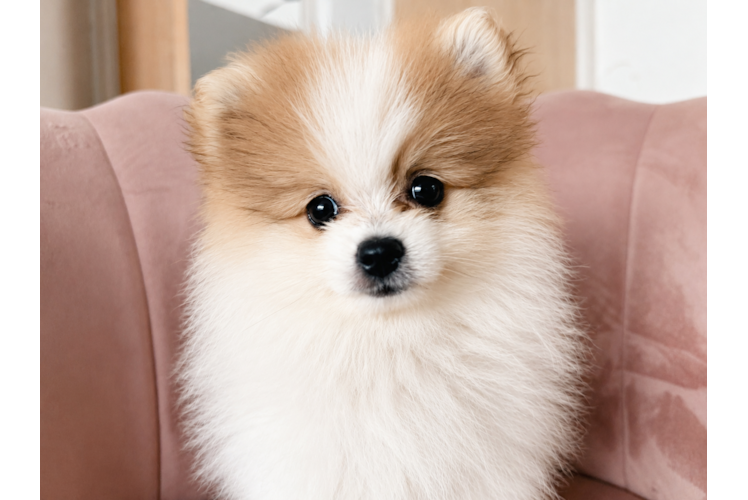 Pomeranian Puppy for Adoption
