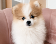 10 week old Pomeranian Puppy For Sale - Seaside Pups