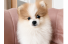Pomeranian Puppy for Adoption