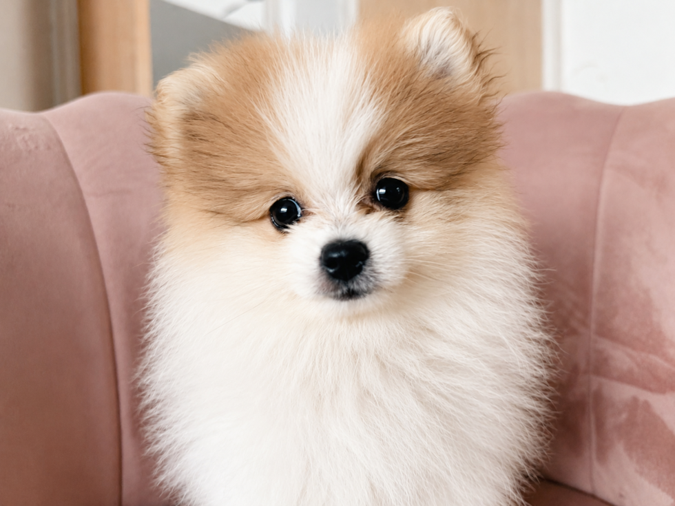 Pomeranian Puppy for Adoption