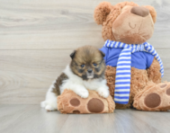 7 week old Pomeranian Puppy For Sale - Seaside Pups